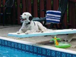 Molly the original Spotted Dog, acting as lifeguard!